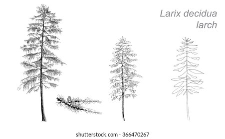 vector drawing of larch (Betula pubescens) with detail