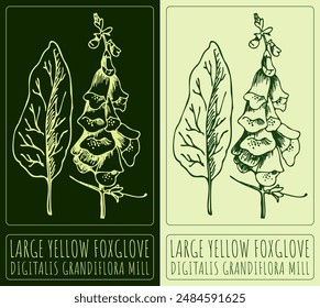 Vector drawing LARGE YELLOW FOXGLOVE. Hand drawn illustration. The Latin name is DIGITALIS GRANDIFLORA MILL.
