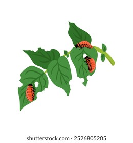 Vector dibujando larvas de escarabajo de la patata de Colorado en la hoja de patata verde aislado en el fondo blanco, plaga del jardín, Leptinotarsa decemlineata, ilustración dibujada a mano