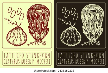 Vector drawing LATTICED STINKHORN. Hand drawn illustration. The Latin name is CLATHRUS RUBER P  MICHELI.
