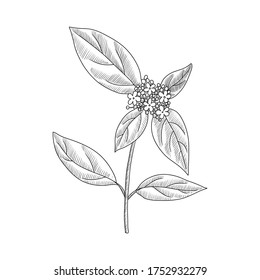 vector drawing laurustinus, Viburnum tinus, hand drawn illustration of medicinal plant