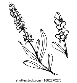 Vector drawing lavender flowers. Beautiful decorative design. sketch