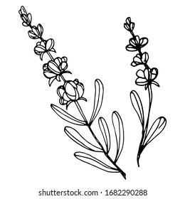 Vector drawing lavender flowers. Beautiful decorative design. sketch