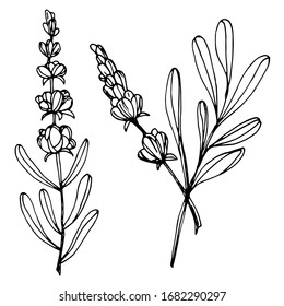 Vector drawing lavender flowers. Beautiful decorative design. sketch