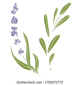 Vector drawing of lavender flowers. Nature. Sketch, illustration. Decorative