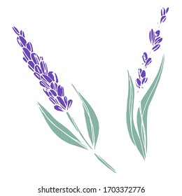 Vektorillustration von Lavendelblumen. Die Natur. Skizze, Illustration. dekorativ