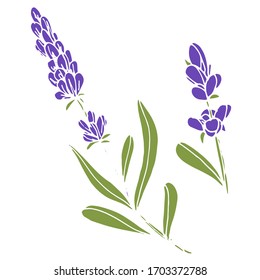 Dibujo vectorial de flores de lavanda. Naturaleza. Dibujo, ilustración. Decorativo