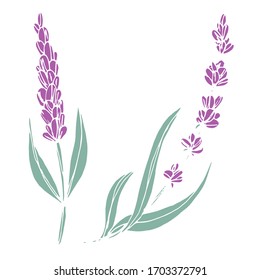 Vector drawing of lavender flowers. Nature. Sketch, illustration. Decorative