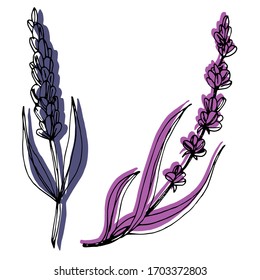 Vektorgrafik von Lavendelblumen. Die Natur. Skizze, Illustration. dekorativ