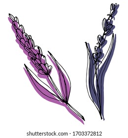 Vector drawing of lavender flowers. Nature. Sketch, illustration. Decorative