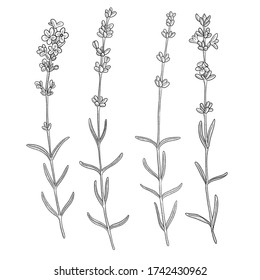 vector drawing lavender, Lavandula angustifolia , hand drawn illustration of medicinal plant