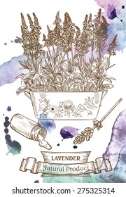 Vector drawing of lavender which located on the watercolor background
