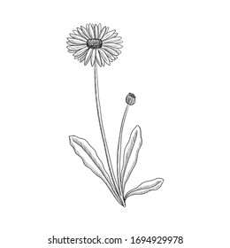 vector drawing lawn daisy, Bellis perennis, hand drawn illustration