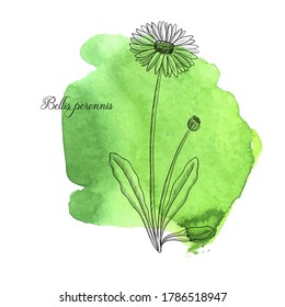 vector drawing lawn daisy, Bellis perennis at green watercolor background, hand drawn illustration