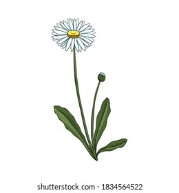 vector drawing lawn daisy, Bellis perennis at white background, hand drawn illustration