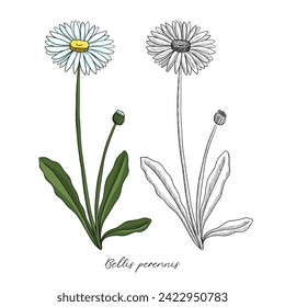 vector drawing lawn daisy, Bellis perennis at white background, hand drawn illustration