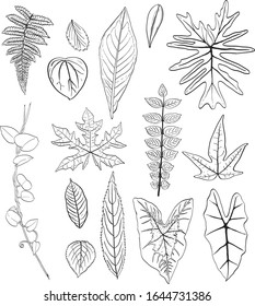 vector drawing of leaf margins that can be used for additional design                   