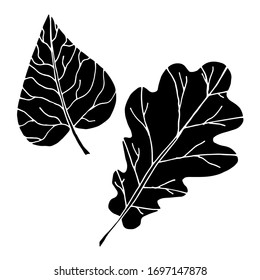 Vector drawing of leaves. Nature. Seasons, spring, summer, autumn. Sketch, illustration.
