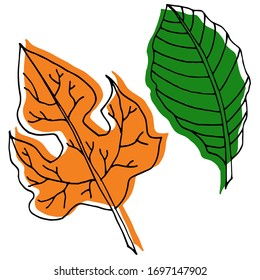 Dibujo vectorial de hojas. Naturaleza. Temporadas, primavera, verano, otoño. Dibujo, ilustración.