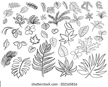 Vector drawing of leaves on white background