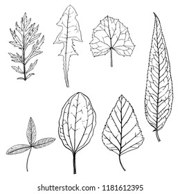vector drawing leaves of wild plants and trees, botanical illustration, hand drawn floral elements
