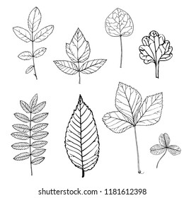 vector drawing leaves of wild plants and trees, botanical illustration, hand drawn floral elements