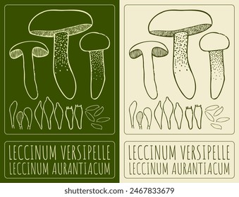 Vector drawing LECCINUM VERSIPELLE. Hand drawn illustration. The Latin name is LECCINUM AURANTIACUM.
