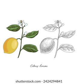 vector drawing lemon branch ,Citrus limon at white background, hand drawn illustration