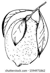 Vector drawing of a lemon. Ink sketch. Manual work. Great idea for postcard, calendar, holiday invitation, wrapping paper. Suitable for decorating recipes, frames, diaries.