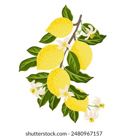 Vector que dibuja la rama del árbol del limón con las frutas, las flores y las hojas verdes aisladas en el fondo blanco, ilustración dibujada a mano