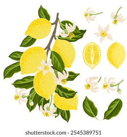 vector drawing lemon tree branch with fruits,flowers and green leaves isolated at white background, hand drawn illustration