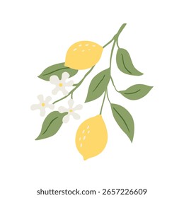 Vektorgrafik Zitronenbaumzweig mit Früchten, Blumen und grünen Blättern einzeln auf weißem Hintergrund, handgezeichnete Illustration