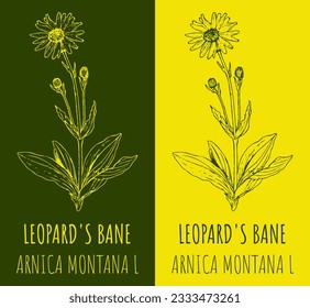 Vector drawing LEOPARD'S BANE. Hand drawn illustration. The Latin name is ARNICA MONTANA L.
