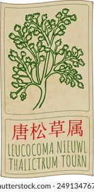 Vector drawing LEUCOCOMA NIEUWL in Chinese. Hand drawn illustration. The Latin name is THALICTRUM TOURN.
