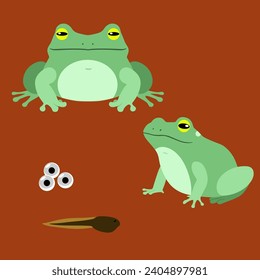 vector drawing of the life cycle of a frog, two green frogs, a tadpole and frog eggs