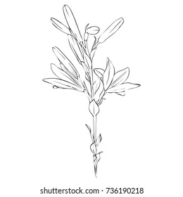 vector drawing lily flower and buds, isolated floral element, hand drawn botanical illustration