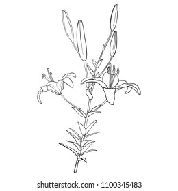 vector drawing lily flower, isolated floral element, hand drawn botanical illustration