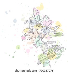 vector drawing lily flower and paint stains, hand drawn illustration