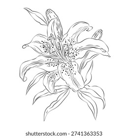 Vector drawing of a lily isolated. Vector cartoon illustration. Flat icon of a flower. lilium flat illustration, outline drawing for lily design, vector line art, hand-painting design set, EPS format, Stylized collection of flat vector elements