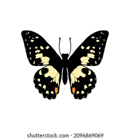 Mariposa de cal de dibujo vectorial, papilio demoleus, ilustración dibujada a mano