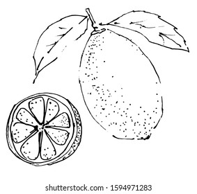 Vector drawing lime. Ink sketch. Manual work. Great idea for postcard, calendar, holiday invitation, wrapping paper. Suitable for decorating recipes, frames, diaries.