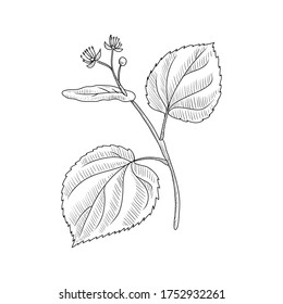 ramificación vectorial linden, Tilia cordata , ilustración de planta medicinal