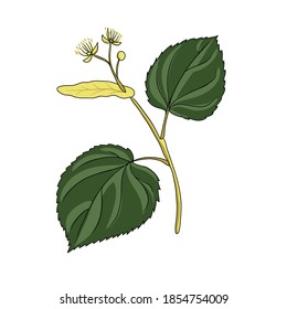 vector drawing linden branch,Tilia cordata , hand drawn illustration of medicinal plant