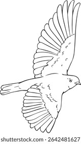 Vector Drawing line art of a Blue Bunting Bird Flying 