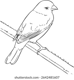 Vector Drawing Line art of a Bunting Bird on a branch
