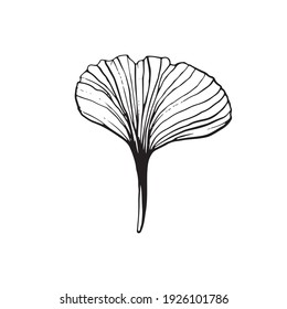 Kunstblatt für Vektorgrafik. Schöne Ginkgo-Blätter einzeln. Trending Plant Design.