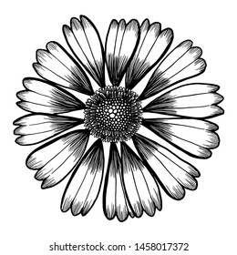 vector drawing line flower, flower bloom, blossom drawing