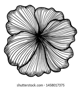 vector drawing line flower, flower bloom, blossom drawing