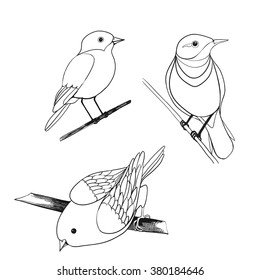 Vector drawing - a linear image of birds in different poses.