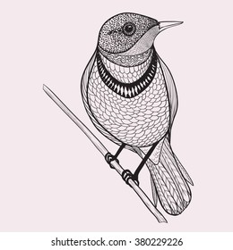 Vector drawing - a linear image of birds in different poses.